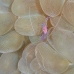shirmp_coral_bubble_cr_hsb_r_v_0013_kom1870.jpg